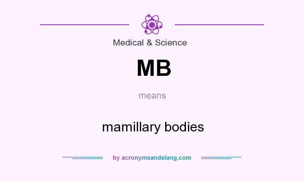 What does MB mean? It stands for mamillary bodies