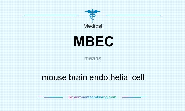 What does MBEC mean? It stands for mouse brain endothelial cell