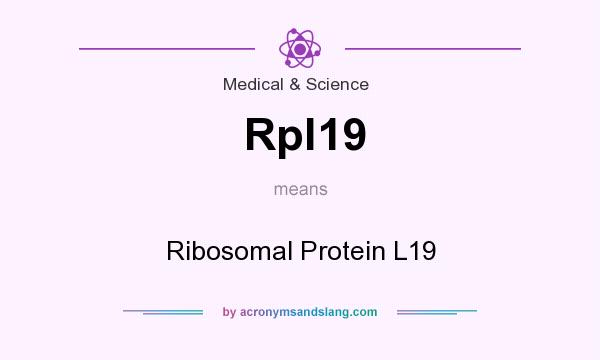 What does Rpl19 mean? It stands for Ribosomal Protein L19