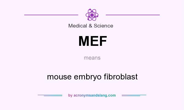 What does MEF mean? It stands for mouse embryo fibroblast