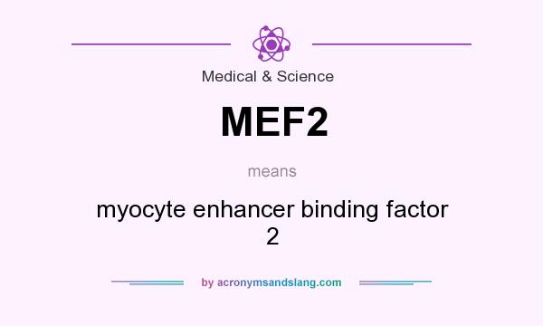 What does MEF2 mean? It stands for myocyte enhancer binding factor 2