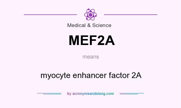What does MEF2A mean? It stands for myocyte enhancer factor 2A