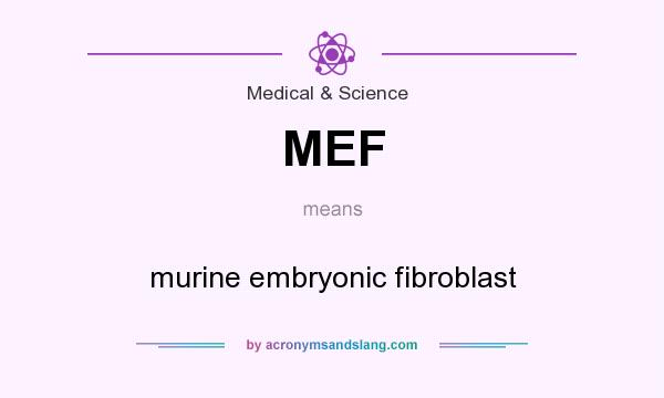 What does MEF mean? It stands for murine embryonic fibroblast