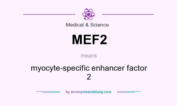 What does MEF2 mean? It stands for myocyte-specific enhancer factor 2