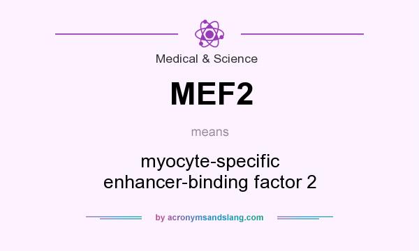 What does MEF2 mean? It stands for myocyte-specific enhancer-binding factor 2
