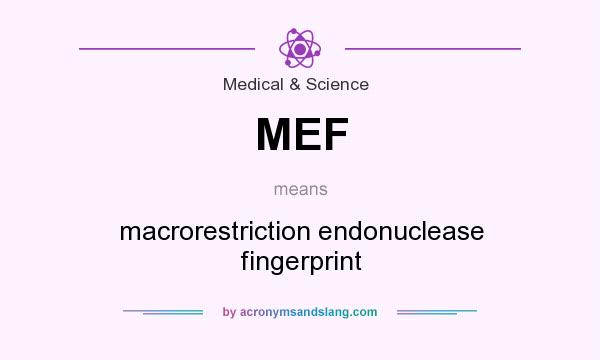 What does MEF mean? It stands for macrorestriction endonuclease fingerprint