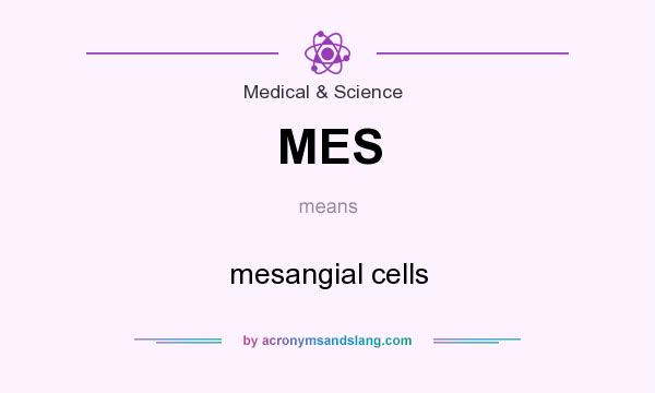 What does MES mean? It stands for mesangial cells