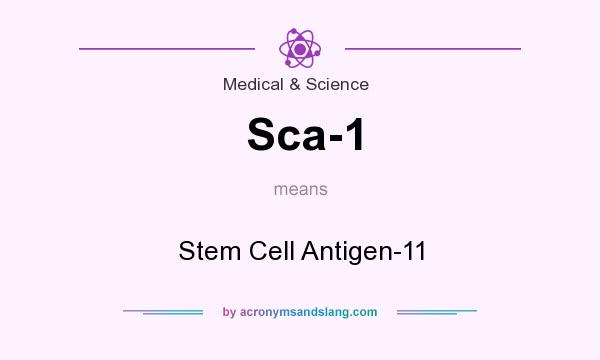 What does Sca-1 mean? It stands for Stem Cell Antigen-11