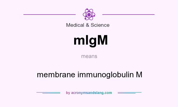 What does mIgM mean? It stands for membrane immunoglobulin M