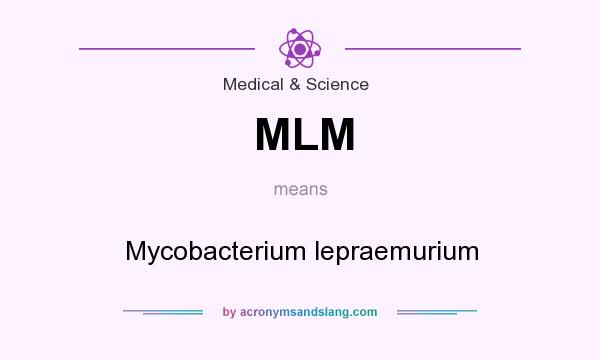 What does MLM mean? It stands for Mycobacterium lepraemurium