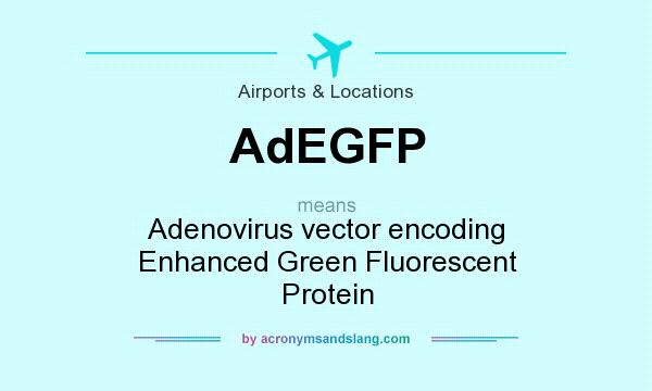What does AdEGFP mean? It stands for Adenovirus vector encoding Enhanced Green Fluorescent Protein