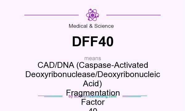 What does DFF40 mean? It stands for CAD/DNA (Caspase-Activated Deoxyribonuclease/Deoxyribonucleic Acid) Fragmentation Factor 40