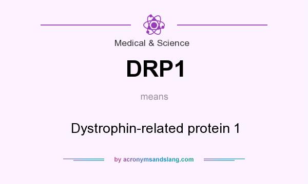 What does DRP1 mean? It stands for Dystrophin-related protein 1