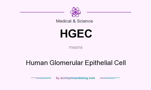 What does HGEC mean? It stands for Human Glomerular Epithelial Cell