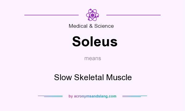 What does Soleus mean? It stands for Slow Skeletal Muscle