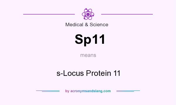 What does Sp11 mean? It stands for s-Locus Protein 11