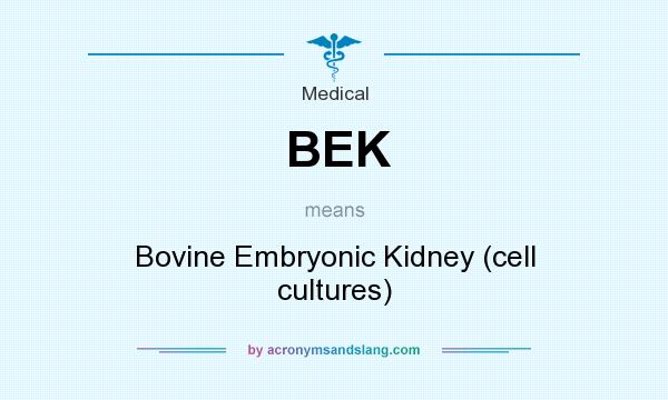 What does BEK mean? It stands for Bovine Embryonic Kidney (cell cultures)