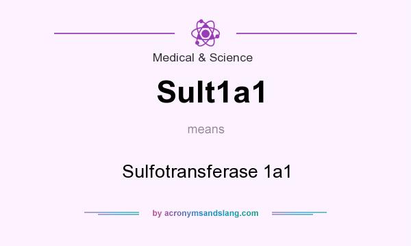 What does Sult1a1 mean? It stands for Sulfotransferase 1a1