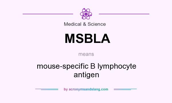 What does MSBLA mean? It stands for mouse-specific B lymphocyte antigen