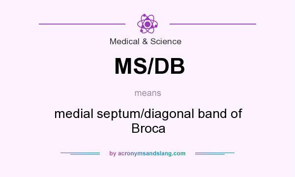 What does MS/DB mean? It stands for medial septum/diagonal band of Broca