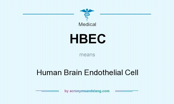 What does HBEC mean? It stands for Human Brain Endothelial Cell