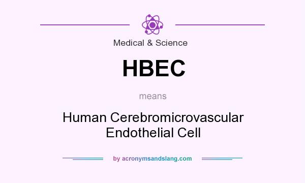 What does HBEC mean? It stands for Human Cerebromicrovascular Endothelial Cell