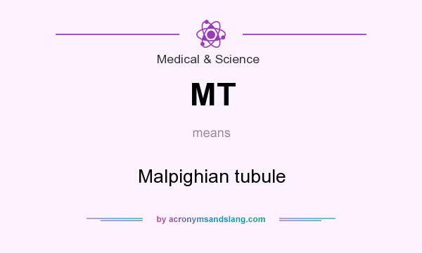 What does MT mean? It stands for Malpighian tubule