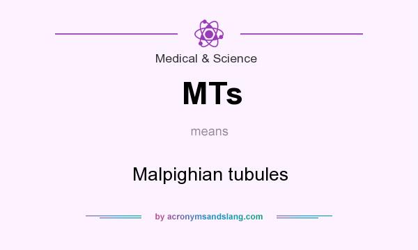 What does MTs mean? It stands for Malpighian tubules