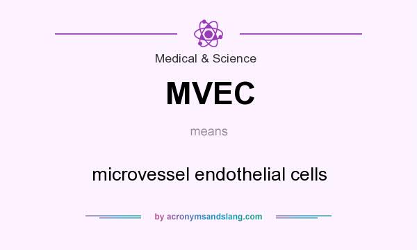 What does MVEC mean? It stands for microvessel endothelial cells