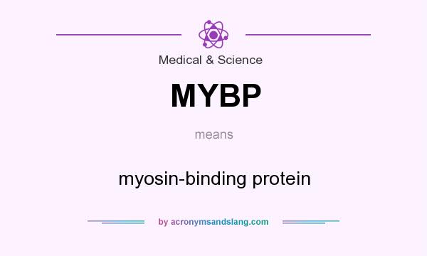 What does MYBP mean? It stands for myosin-binding protein
