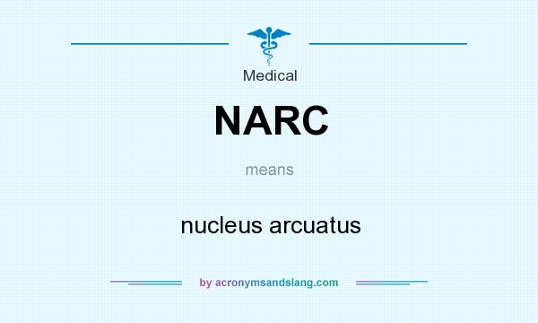 What does NARC mean? It stands for nucleus arcuatus