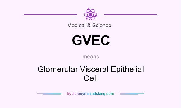 What does GVEC mean? It stands for Glomerular Visceral Epithelial Cell