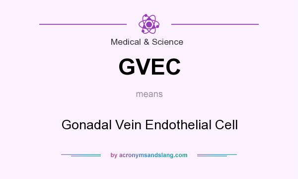 What does GVEC mean? It stands for Gonadal Vein Endothelial Cell