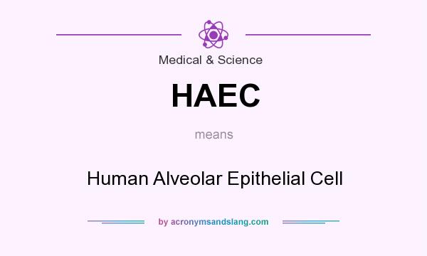 What does HAEC mean? It stands for Human Alveolar Epithelial Cell