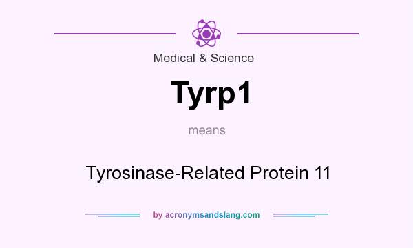 What does Tyrp1 mean? It stands for Tyrosinase-Related Protein 11