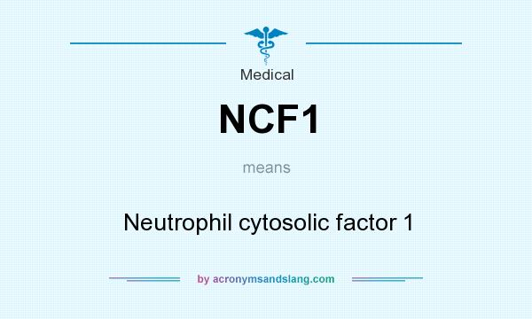 What does NCF1 mean? It stands for Neutrophil cytosolic factor 1