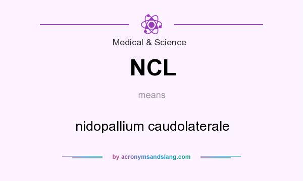What does NCL mean? It stands for nidopallium caudolaterale