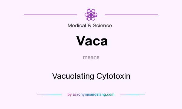 What does Vaca mean? It stands for Vacuolating Cytotoxin