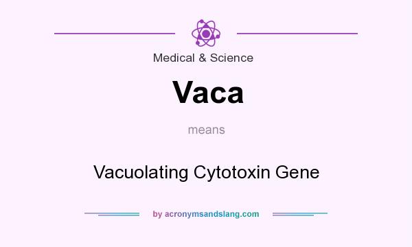 What does Vaca mean? It stands for Vacuolating Cytotoxin Gene