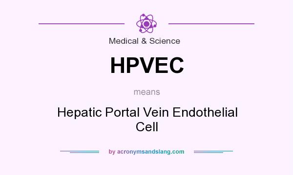 What does HPVEC mean? It stands for Hepatic Portal Vein Endothelial Cell
