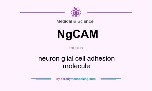 What does NgCAM mean? It stands for neuron glial cell adhesion molecule