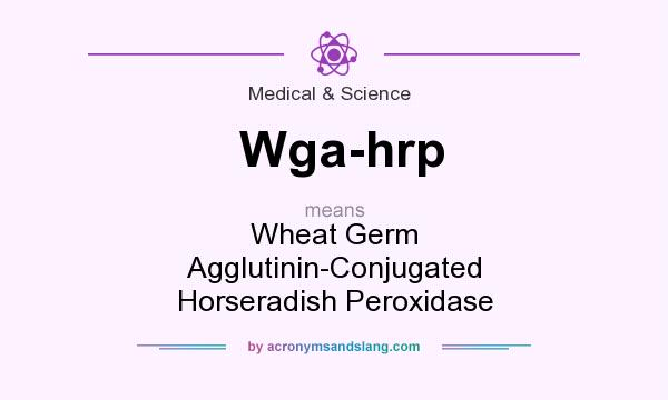 What does Wga-hrp mean? It stands for Wheat Germ Agglutinin-Conjugated Horseradish Peroxidase
