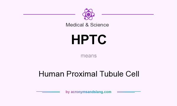 What does HPTC mean? It stands for Human Proximal Tubule Cell