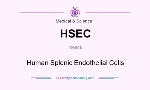 What does HSEC mean? It stands for Human Splenic Endothelial Cells