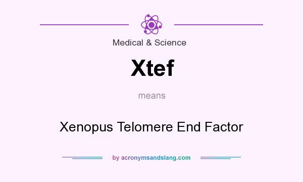 What does Xtef mean? It stands for Xenopus Telomere End Factor