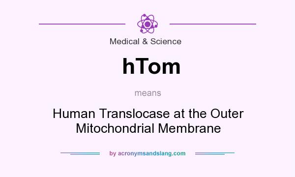 What does hTom mean? It stands for Human Translocase at the Outer Mitochondrial Membrane