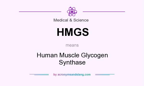 What does HMGS mean? It stands for Human Muscle Glycogen Synthase