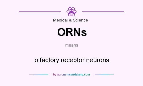 What does ORNs mean? It stands for olfactory receptor neurons