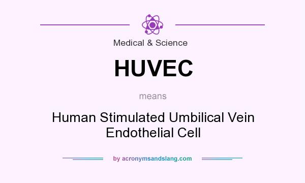 What does HUVEC mean? It stands for Human Stimulated Umbilical Vein Endothelial Cell