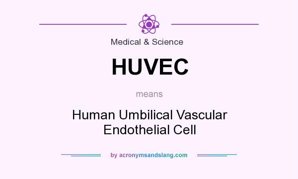 What does HUVEC mean? It stands for Human Umbilical Vascular Endothelial Cell